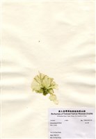 藏品(孔石蓴)的圖片